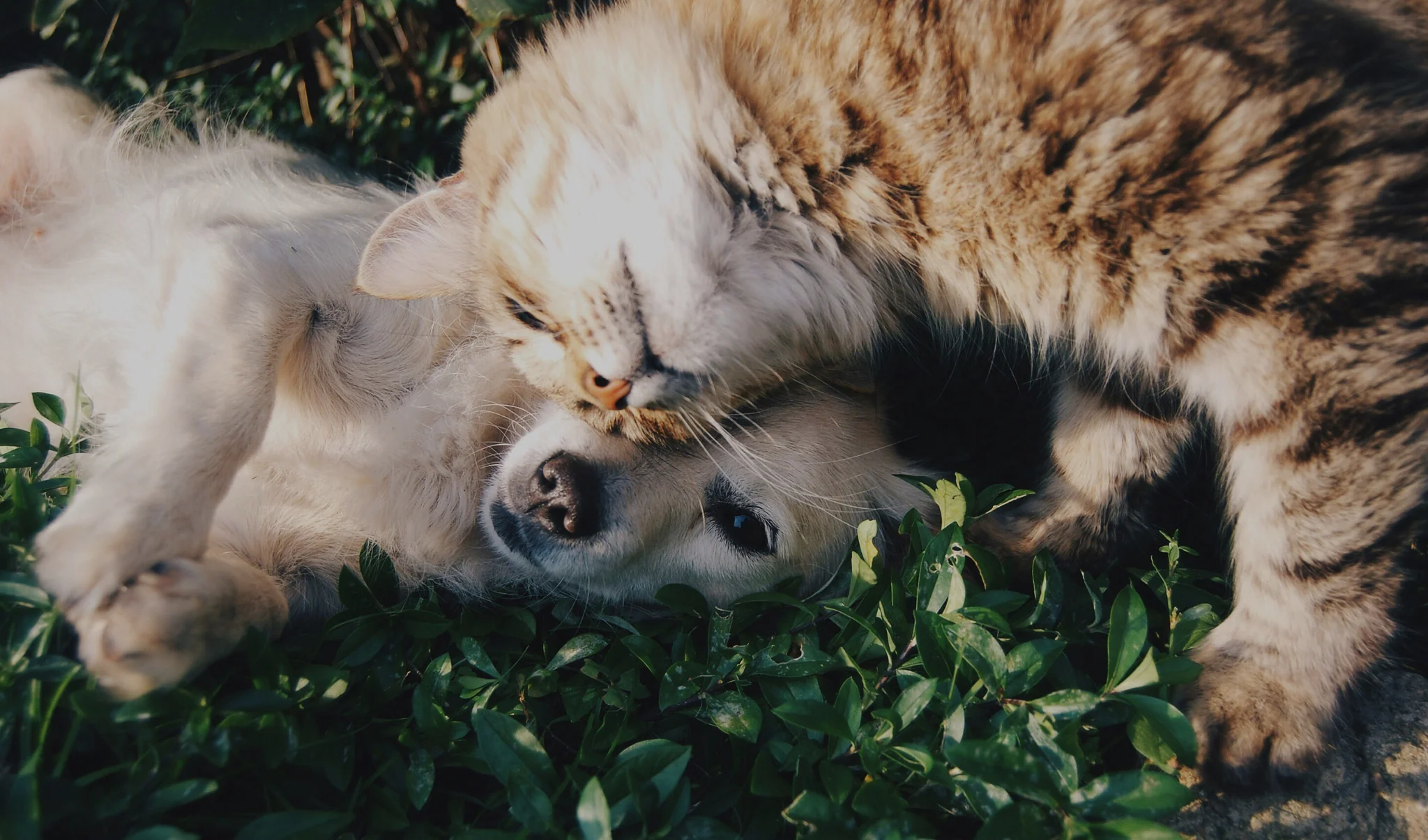 Fuel Their Happiest, Healthiest Life